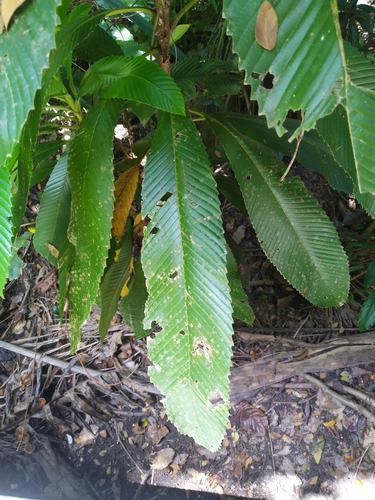 Dillenia indica
