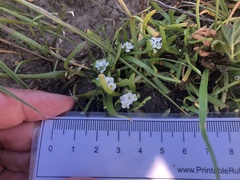 Plagiobothrys stipitatus micranthus