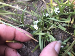Plagiobothrys stipitatus micranthus