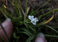 Plagiobothrys stipitatus micranthus
