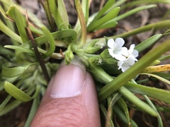 Plagiobothrys stipitatus micranthus