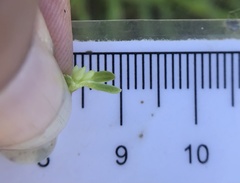 Plagiobothrys stipitatus micranthus