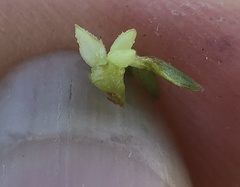 Plagiobothrys stipitatus micranthus