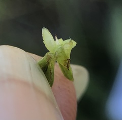 Plagiobothrys stipitatus micranthus