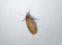 Paralithosia shaowuica