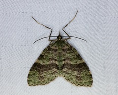 Sauris purpurotincta