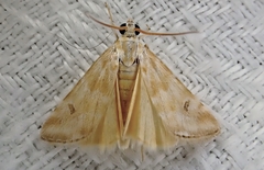 Hellula hydralis