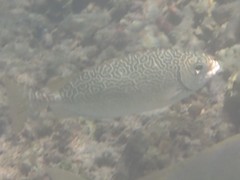Siganus spinus