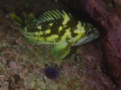 Sebastes chrysomelas