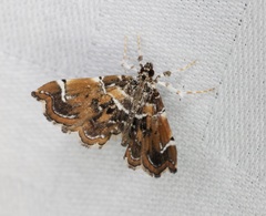 Musotima suffusalis