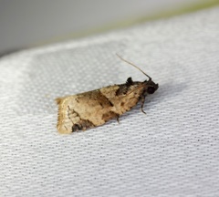Neocalyptis liratana