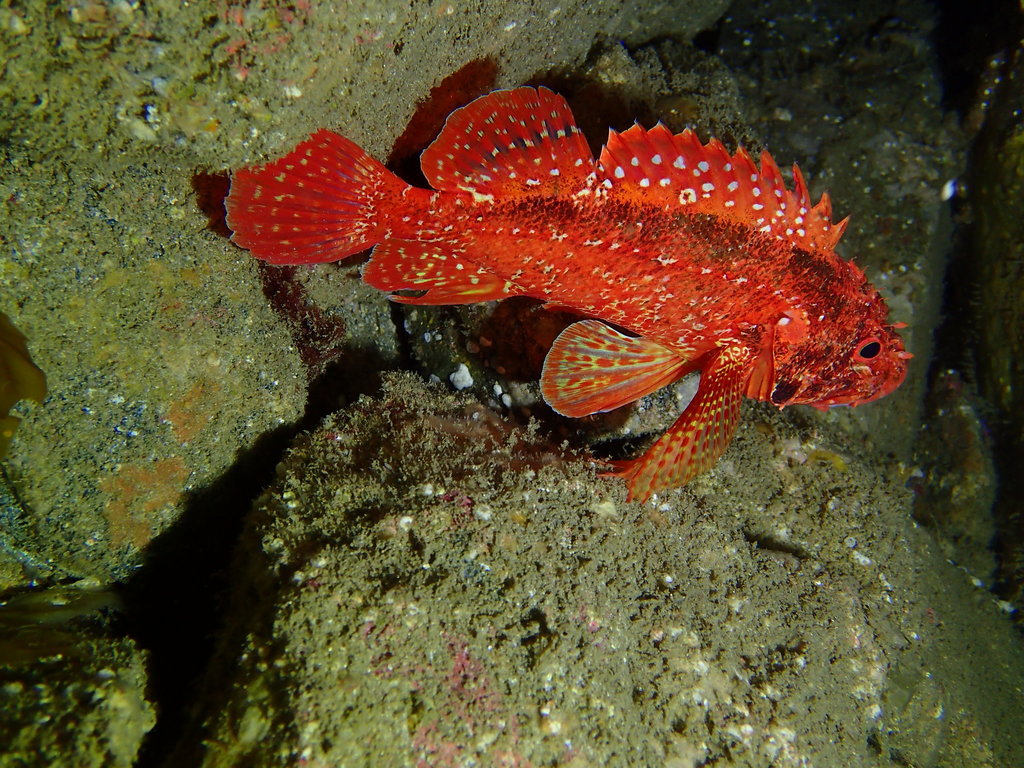Rainbow scorpionfish (Scorpaenodes xyris) — Scorpaenidae