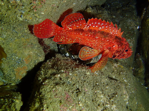 Rainbow scorpionfish (Scorpaenodes xyris) — Scorpaenidae