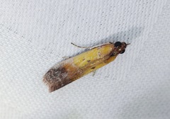 Piesmopoda semilutea