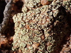 Acarospora schleicheri