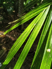 Calamus radicalis