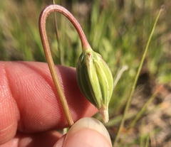 Microseris douglasii