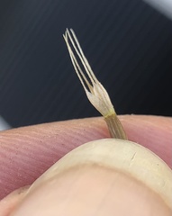 Microseris douglasii