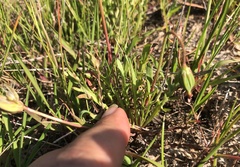 Microseris douglasii