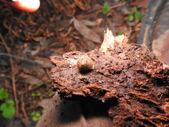 Vespericola marinensis