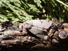 Orthosia behrensiana
