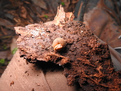 Vespericola marinensis