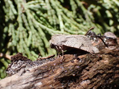 Orthosia behrensiana
