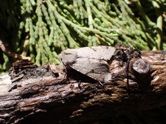 Orthosia behrensiana