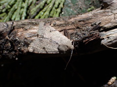 Orthosia behrensiana