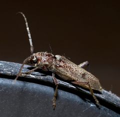 Brothylus gemmulatus