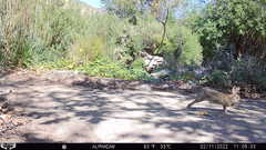 Sylvilagus audubonii