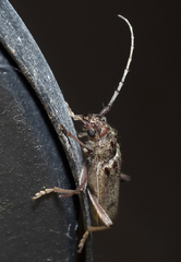 Brothylus gemmulatus