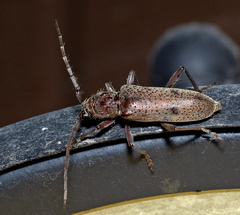 Brothylus gemmulatus