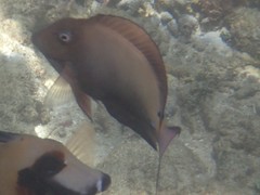 Acanthurus nigrofuscus