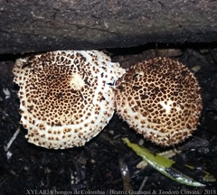 Verrucosporaceae