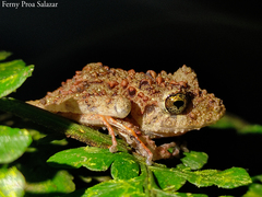 Oreobates quixensis