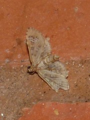 Spilomelini