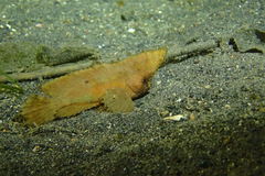 Ablabys macracanthus