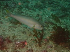 Caulolatilus princeps