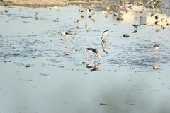 Himantopus himantopus