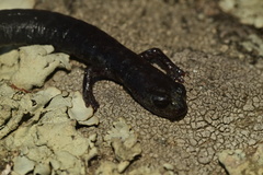 Batrachoseps stebbinsi