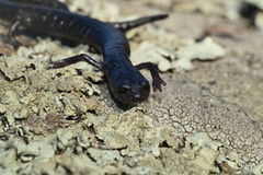 Batrachoseps stebbinsi