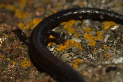 Batrachoseps stebbinsi