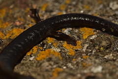 Batrachoseps stebbinsi