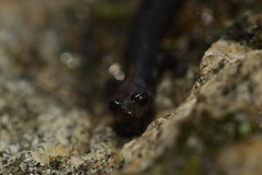 Batrachoseps stebbinsi