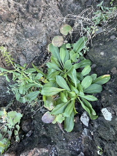 Lepidium owaihiense observed 2022-02-12