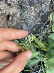 Lepidium bidentatum