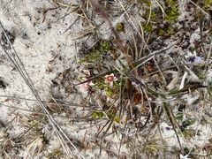 Lysimachia buxifolia