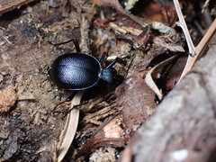 Scaphinotus punctatus