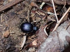 Scaphinotus punctatus